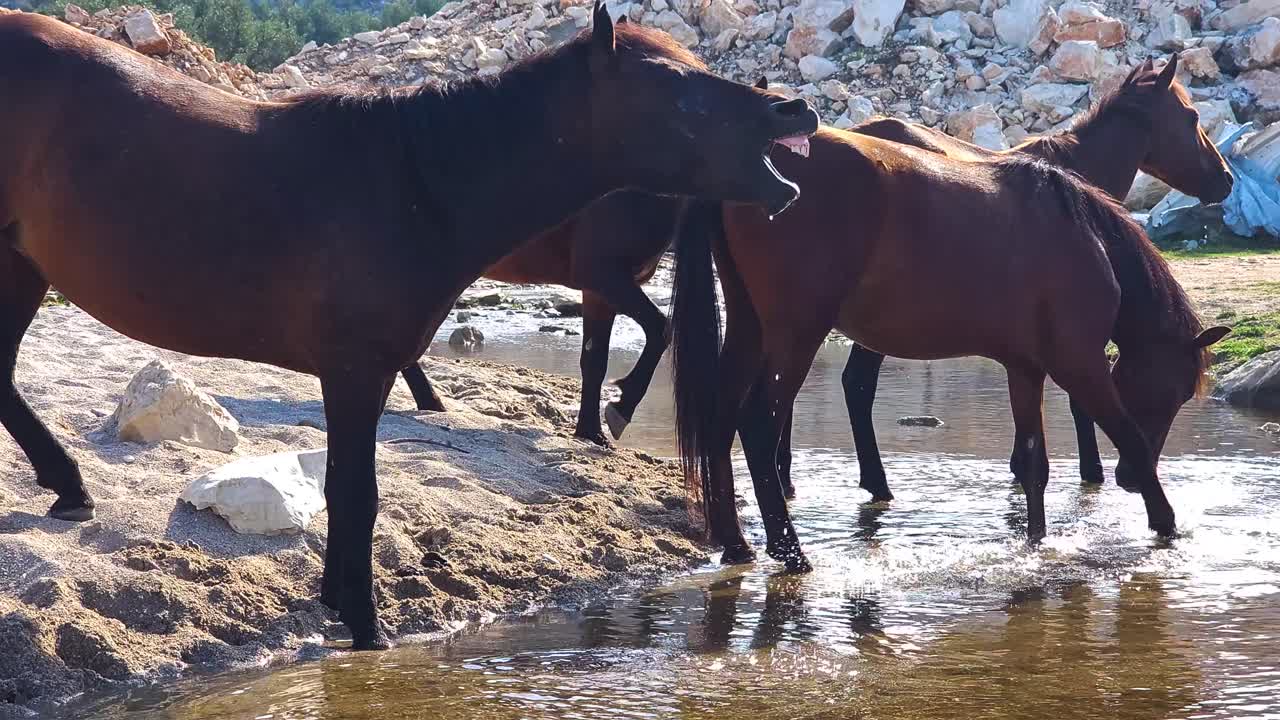 rebaño de caballos salvajes bebiendo de un arroyo en un día caluroso, oasis de verano para los animales