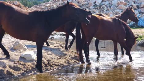 Manada-De-Caballos-Salvajes-Bebiendo-De-Un-Arroyo-En-Un-Día-Caluroso,-Oasis-De-Verano-Para-Animales