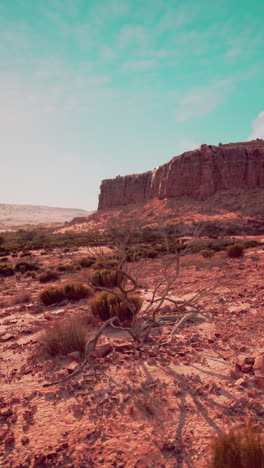 a dry, rocky desert landscape with a lone tree