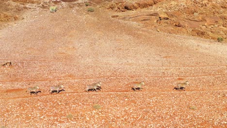 非洲納米布沙漠的斑馬 (namibia 2)