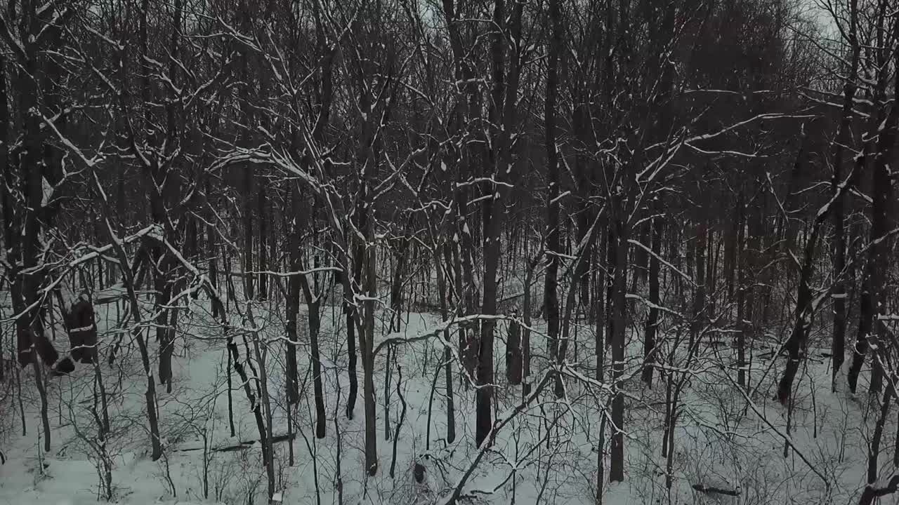 Droneopptak av trær
