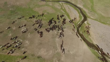 aerial drone shot herd of horses in mongolian steppes. beautiful and rare