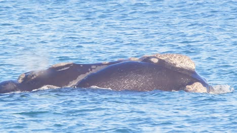 las superficies de la cabeza de la ballena derecha del agua azul en cámara lenta arrojando agua del agujero de soplo