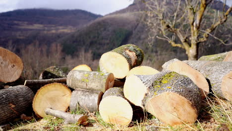 woodpile fresh cut firewood stored outdoor in the forest with natural landscape mountain view of woodland forest