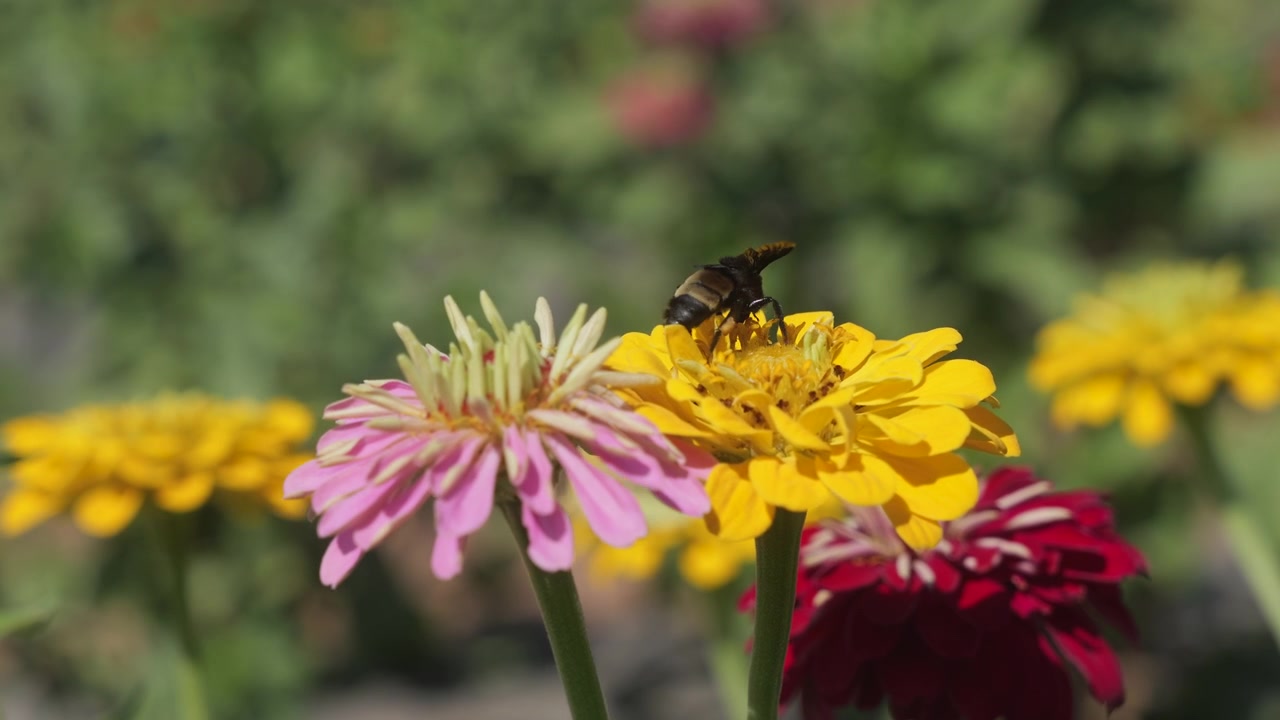 En gul fjäril sitter på en gul zinnia medan den vajar i vinden, en humla flyger in, slow motion.