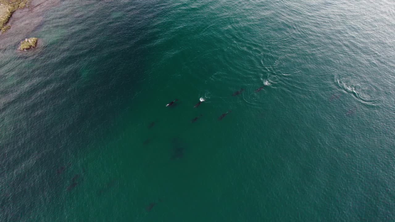 멕시코 바하 캘리포니아 의 태평양 에서 헤엄치는 돌고래 어리 의 공중 사진