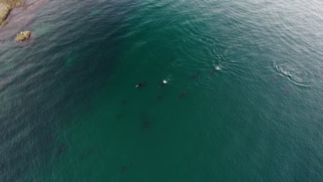 Aerial-View-Of-Pod-Of-Dolphins-Swimming-In-The-Pacific-Ocean-In-Baja-California,-Mexico