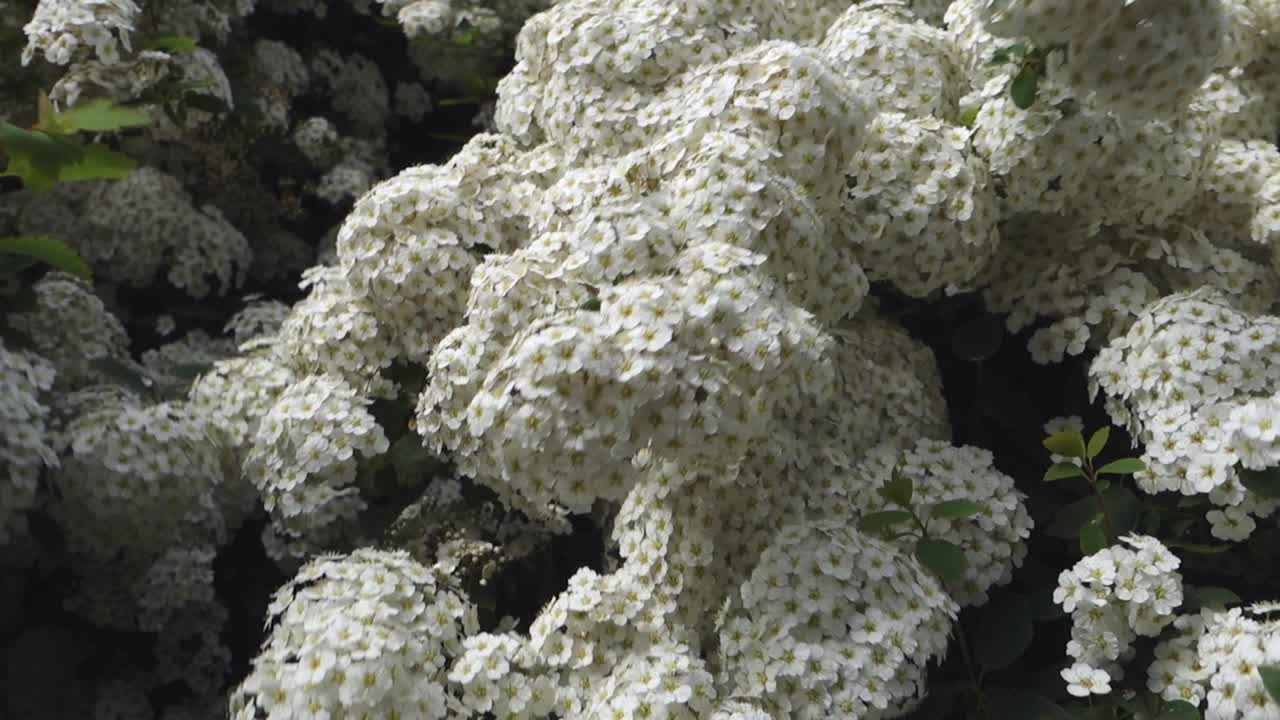 바람에 춤추는 작고 하얀 꽃으로 가득 찬 가지들, 가까이