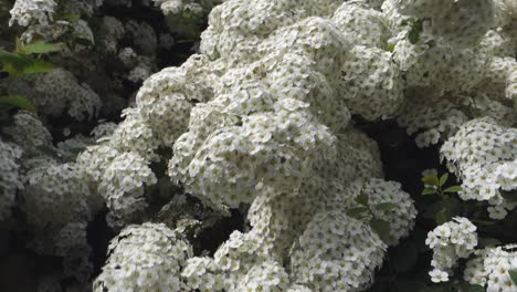 ramas llenas de pequeñas flores blancas bailando en el viento, cerrar