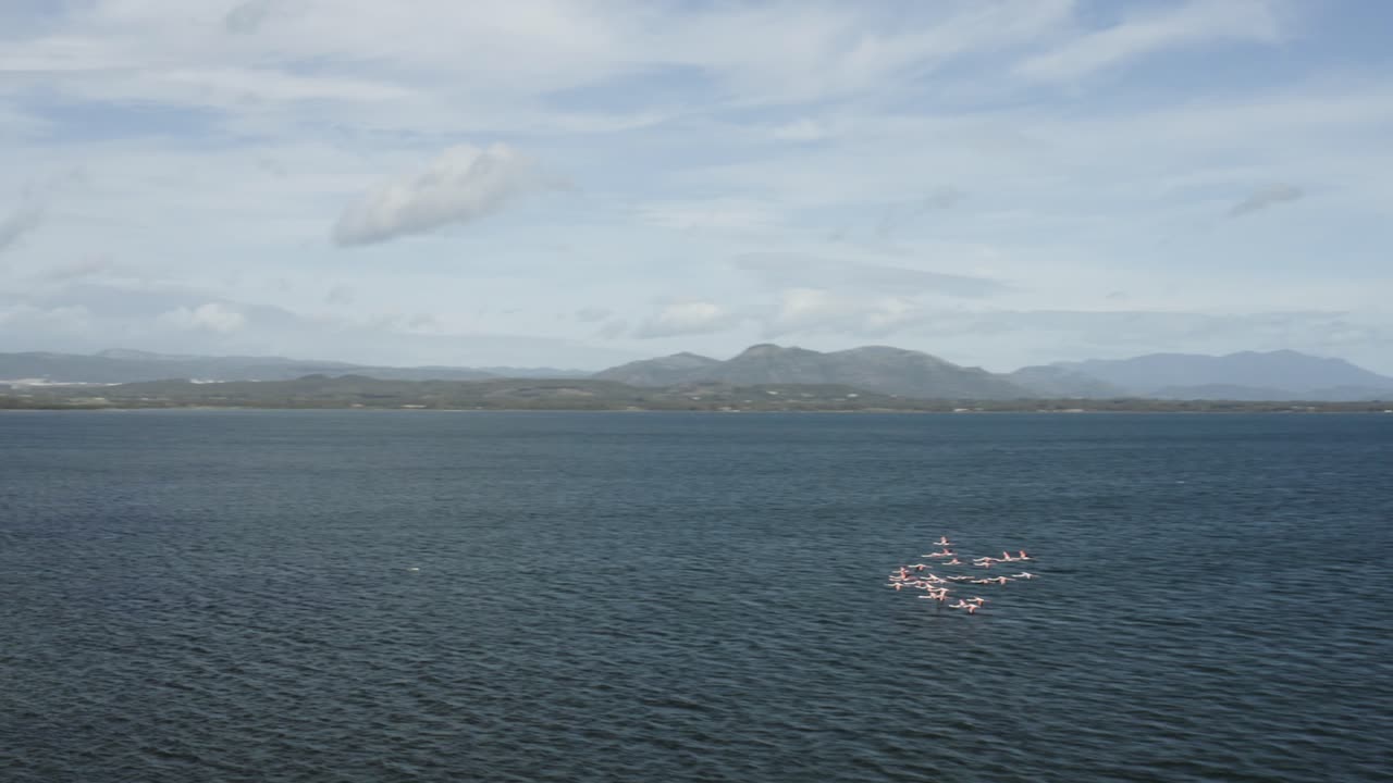 bandada de flamencos rosas salvajes volando sobre el océano sereno en la isla de cerdeña, italia