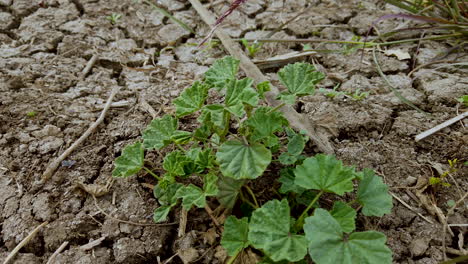 a green plant in poor soil - close up -top view