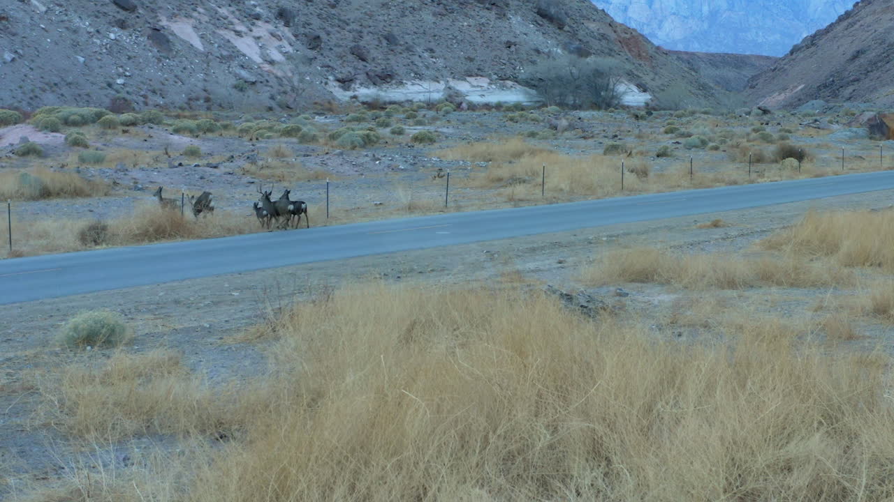 쾌적한 계곡에서 도로를 건너고 울타리를 뛰어넘는 조감도 야생 사슴