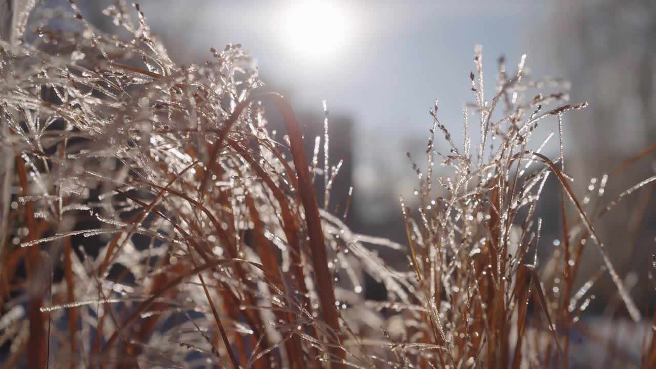 Close up of Frozen Grass