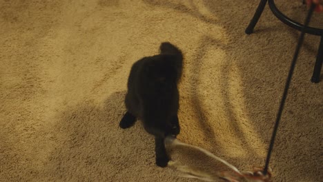 fluffy black cat gets its paw stuck on a toy and jumps to catch it in slow motion