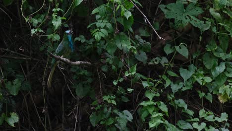 la cámara se aleja mientras se desliza de izquierda a derecha mientras el pájaro mira a su alrededor, el apicultor de barba azul nyctyornis athertoni, tailandia