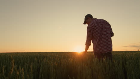 young farmer stroking the tops of wheat ears with his hand