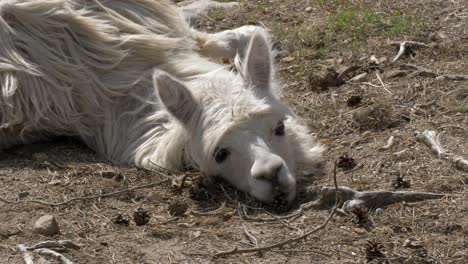 exhausted dehydrated alpaca laying on the ground- medium static shot