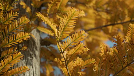 close-up view of dawn redwood  during autumn.