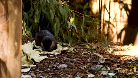 otters exploring their forest habitat in melbourne zoo