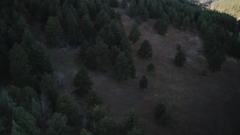 Disparo-De-Un-Dron-Que-Captura-Los-Tonos-Dorados-De-Una-Puesta-De-Sol-En-Colorado-Que-Proyecta-Un-Brillo-Cálido-Y-Etéreo-Sobre-Una-Vasta-Extensión-De-Montañas-Cubiertas-De-Pinos.