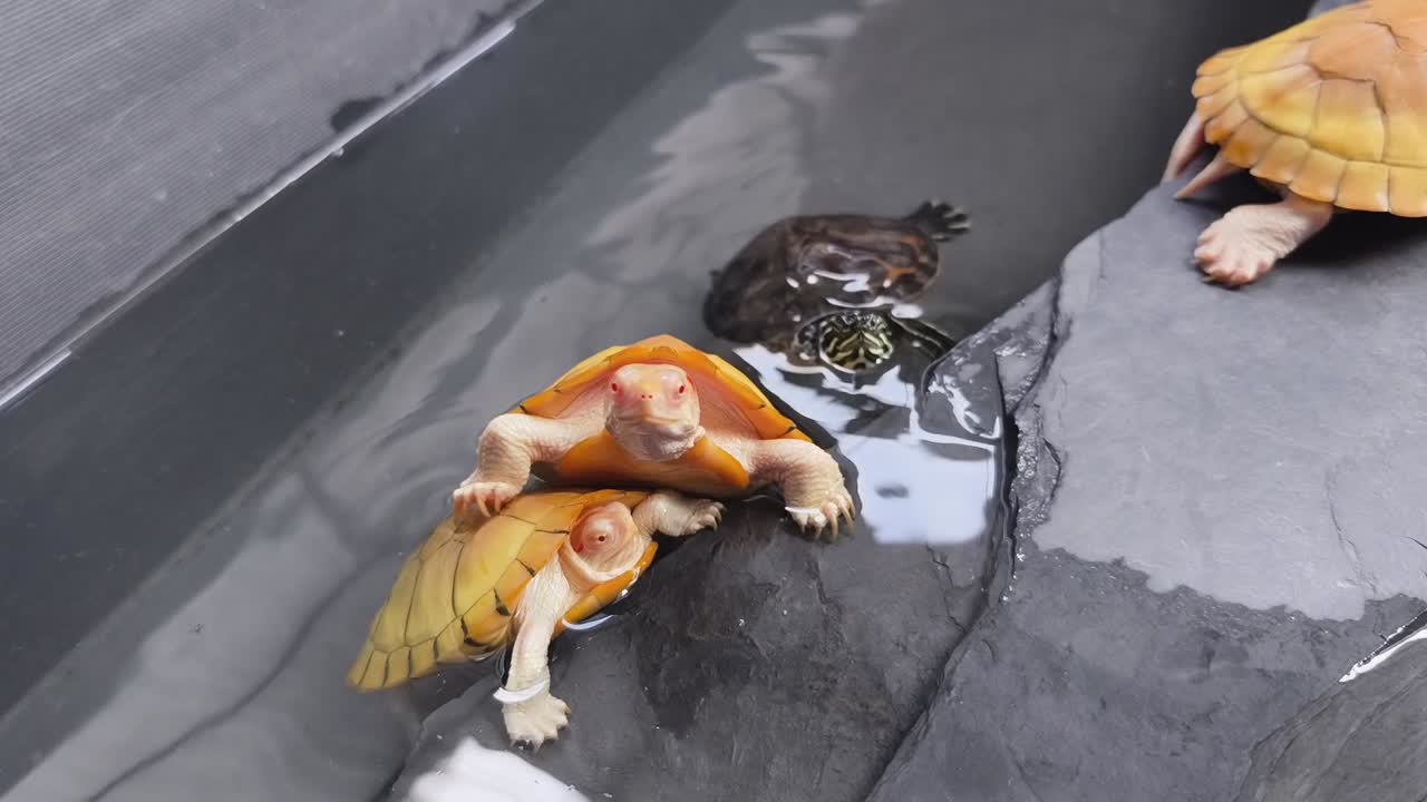 물 속 에 있는 새끼 거북이 들