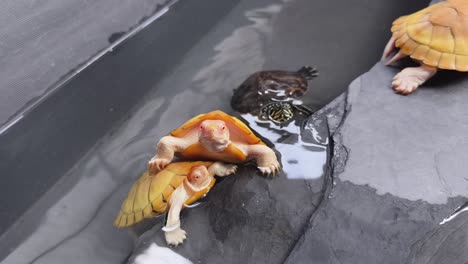 tortugas bebé en una característica de agua