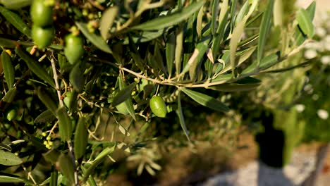 close-up of olive branches in sunlight