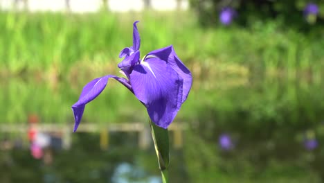 blue water lily with blured background and reflections in the japanese park kenroku-en in kanazawa city