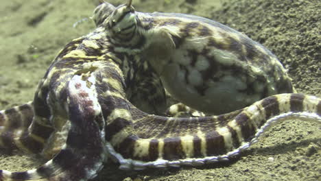 mimic octopus with a crab that has been just killed, legs of crab partly sticking out, octopus tries to crack crab shell with its biting tools, medium to close-up shot