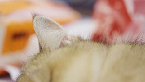 a cat sleeping soundly on the floor in the living room, focus and bokeh on the ears and fur