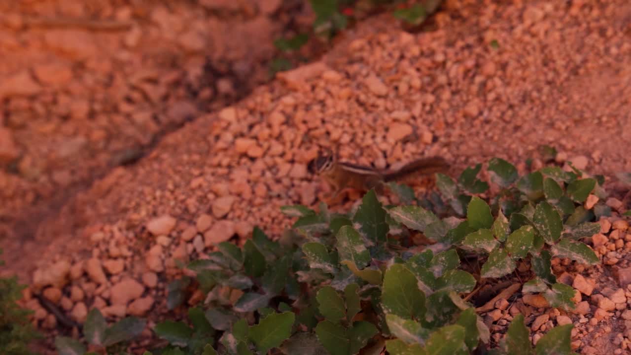천천히 움직이는 다람