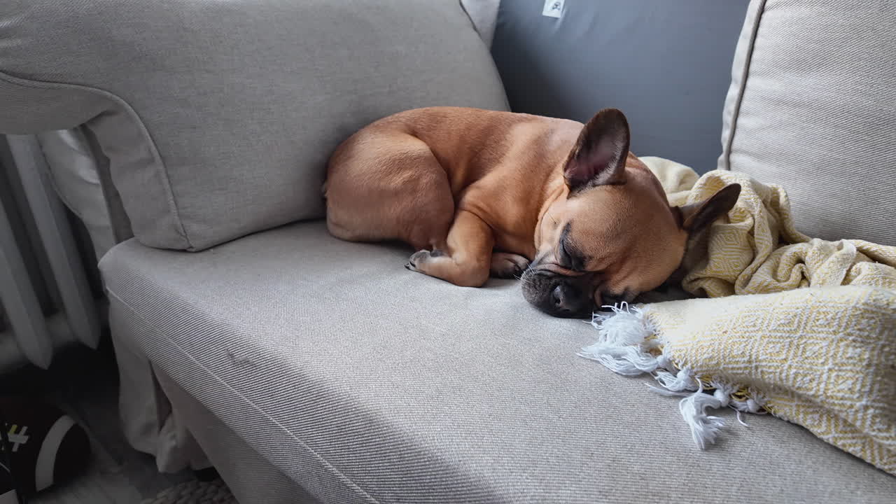 은 담요와 함께 회색 소파에 누워있는 프랑스 불도그, 휴식의 순간을 보여줍니다