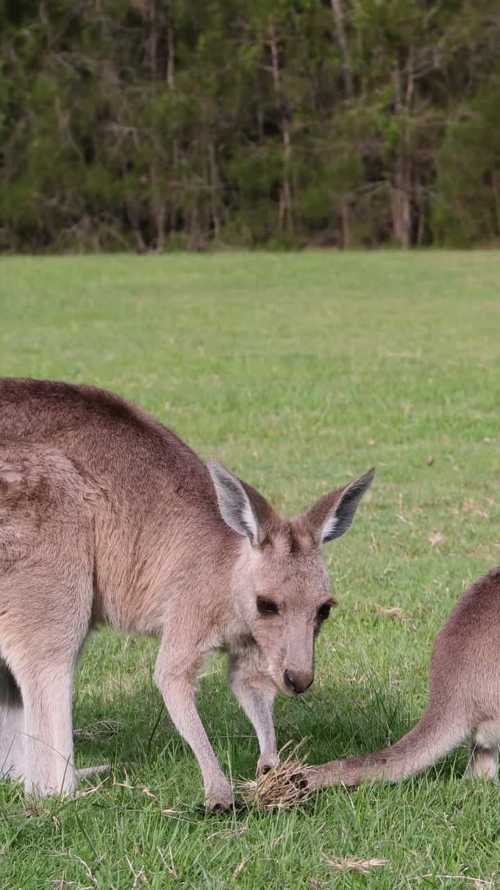 madre y joey se unen en el hábitat de hierba