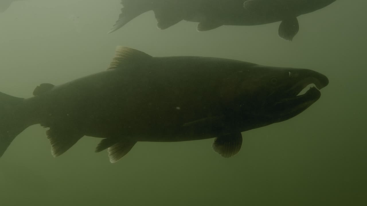 Salmone Coho nelle acque profonde e scure del fiume Squamish nella Columbia Britannica meridionale in Canada