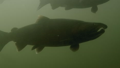el salmón coho en las profundidades de las aguas oscuras del río squamish en el sur de columbia británica en canadá.