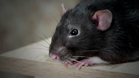 animal domestic gray rat close-up