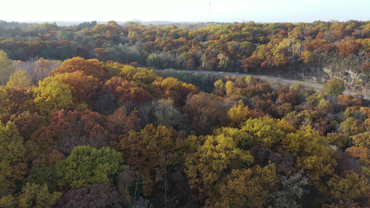paisaje forestal de otoño con camino sinuoso
