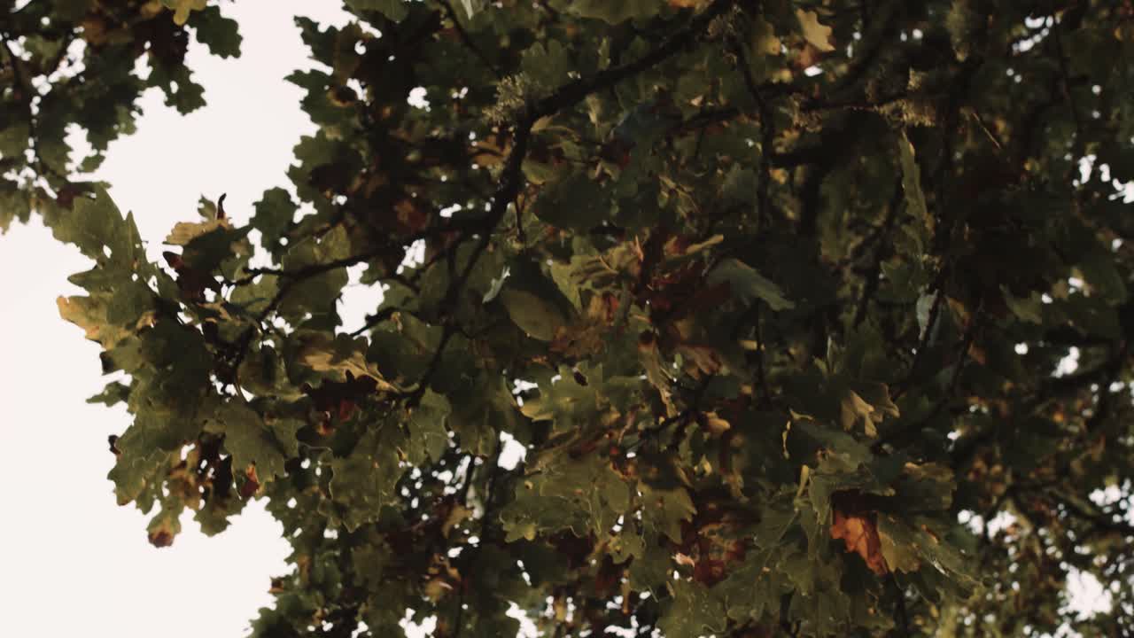 Oak tree with leaves in the fall