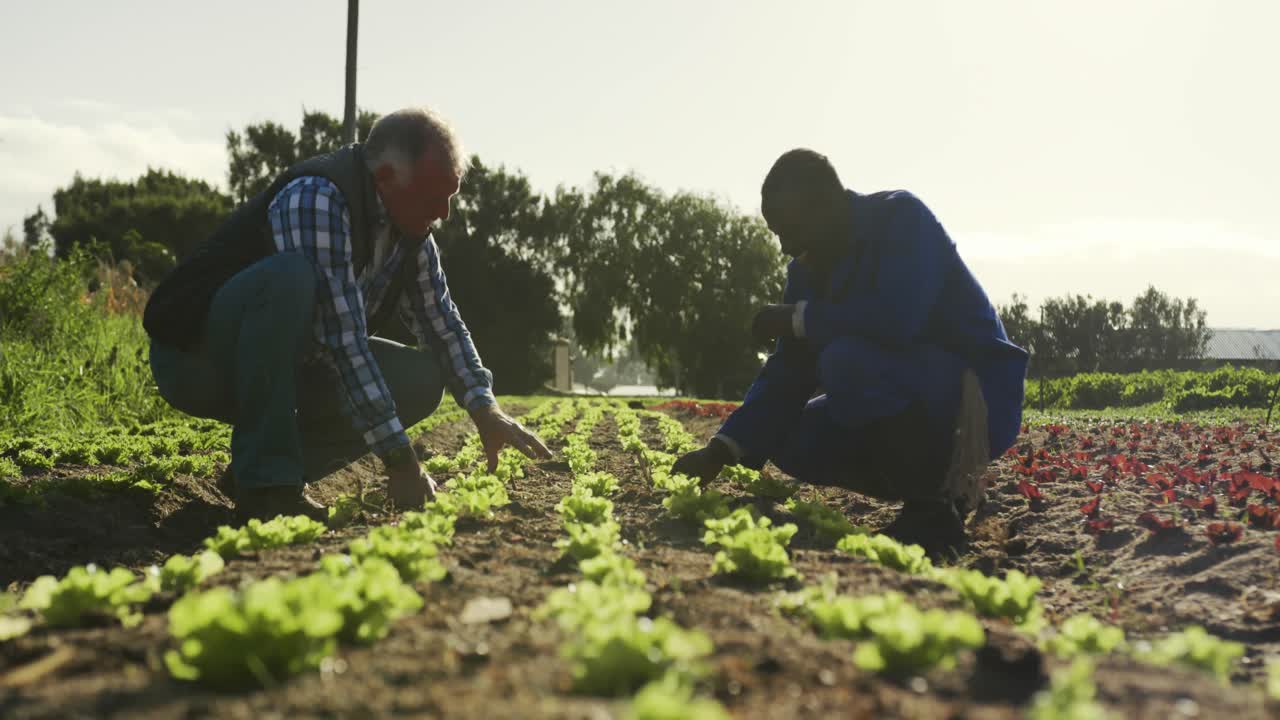Men working on farm
