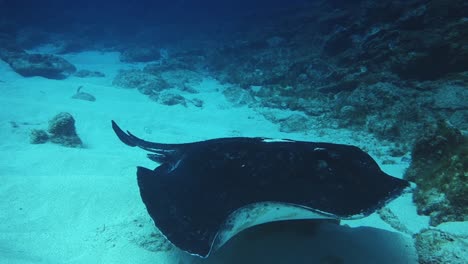 imágenes submarinas en cámara lenta de una raya de águila salvaje nadando frente a la isla de norfolk