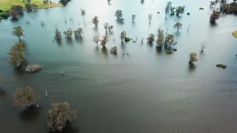 aerial view looking down over the swollen floodplains of the mitta mitta river near where it enters lake hume, in north-east victoria, australia. november 2021.