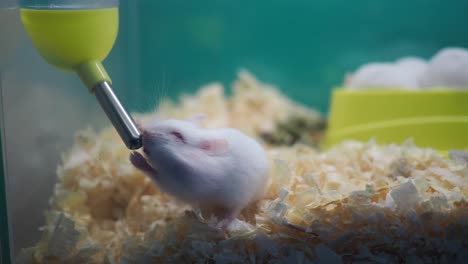 white hamster drinking from water bottle