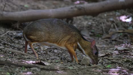 La-Cámara-Se-Desliza-Hacia-La-Derecha-Y-Revela-A-Este-Individuo-Alimentándose-En-El-Suelo,-Ratón-ciervo-Menor-Tragulus-Kanchil,-Tailandia