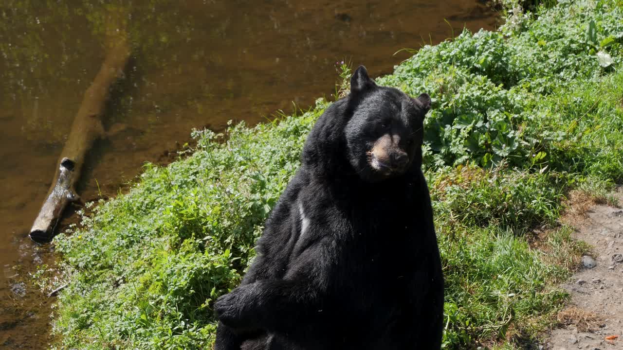 Orso nero americano (Ursus americanus) che si nutre sulla riva del fiume, in Alaska.