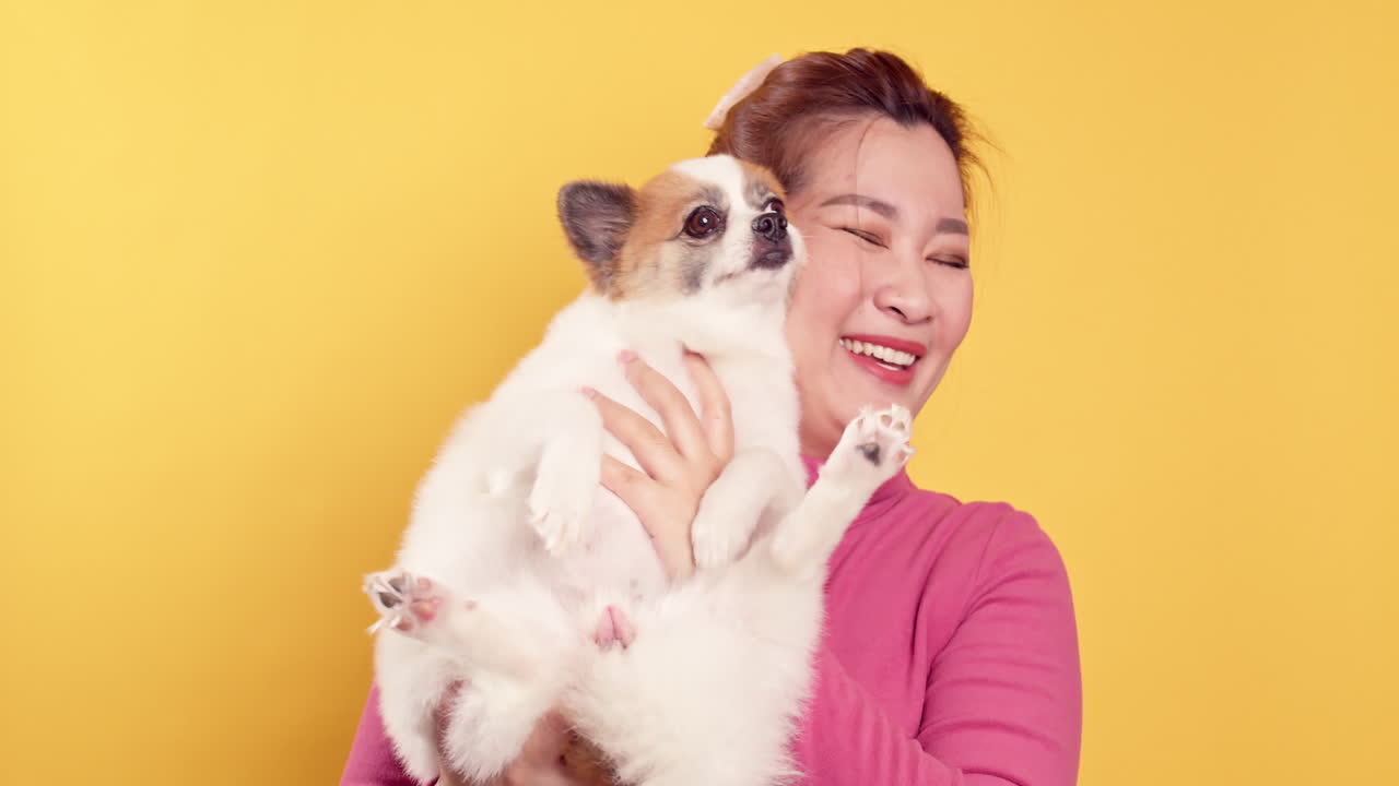 밝은 노란색 배경-2에서 휴식을 취하기 위해 치와와 혼합 포메라니안 개와 아시아의 화려한 젊은 쇼 사랑과 놀이