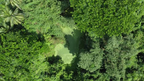 Luftaufnahme,-Art-Tiefgrüner-Dschungel-Oder-Wald