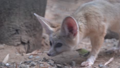 Cámara-De-Toma-De-Movimiento-Portátil-Que-Se-Asoma-A-Través-De-La-Jaula-Capturando-Un-Curioso-Zorro-Fennec,-Vulpes-Zerda-Olfateando-Y-Caminando-Por-El-área-En-El-Entorno-Cerrado-En-El-Parque-De-Vida-Silvestre-Langkawi,-Malasia