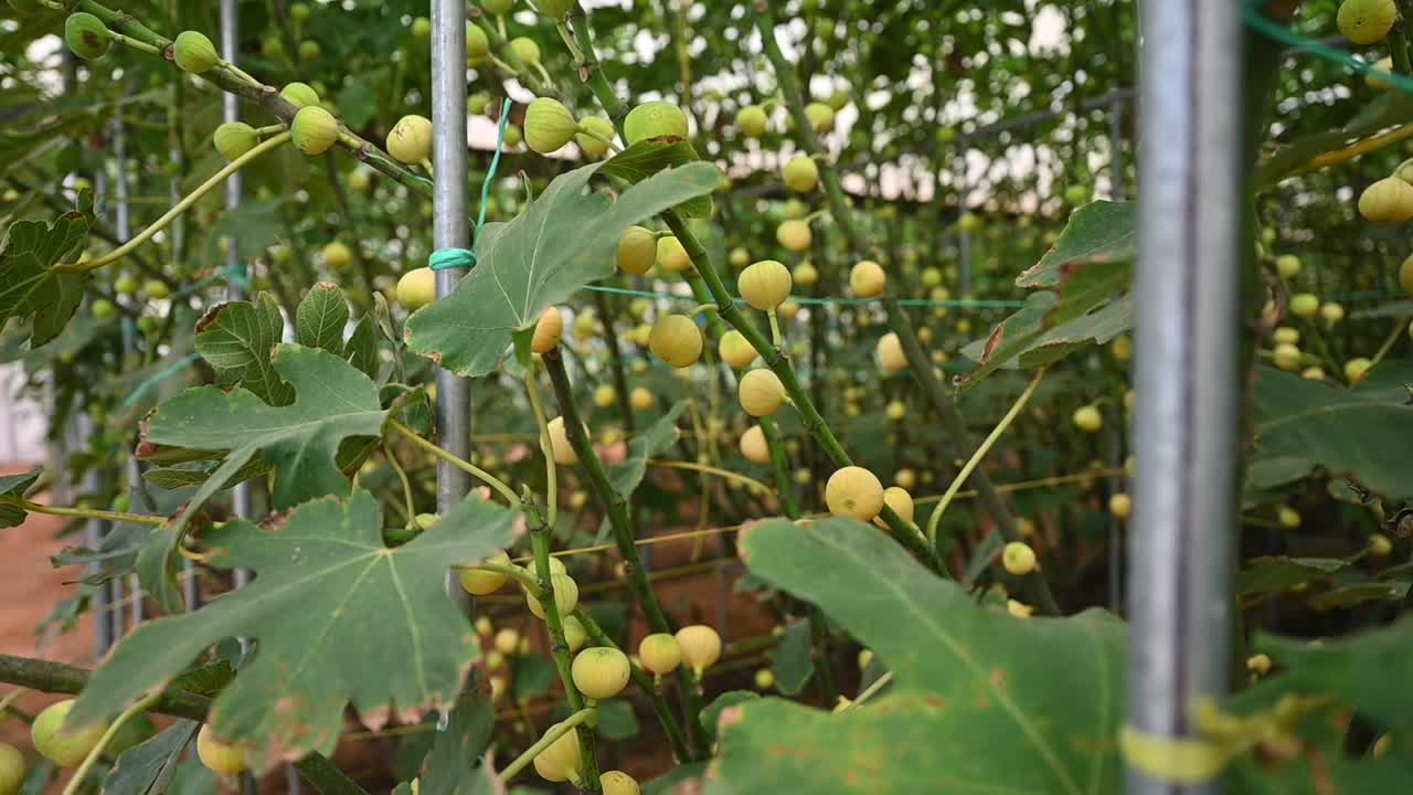 Sweet, Fresh green figs on the fig tree branches Inside a greenhouse
