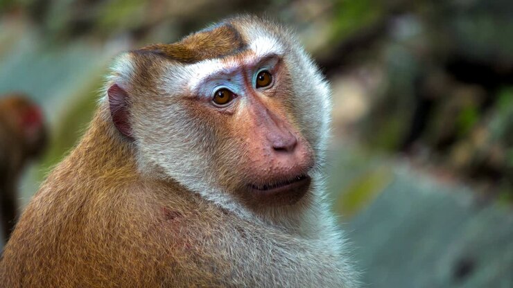 portrait of a monkey, large face. monkey sitting and looking at the camera