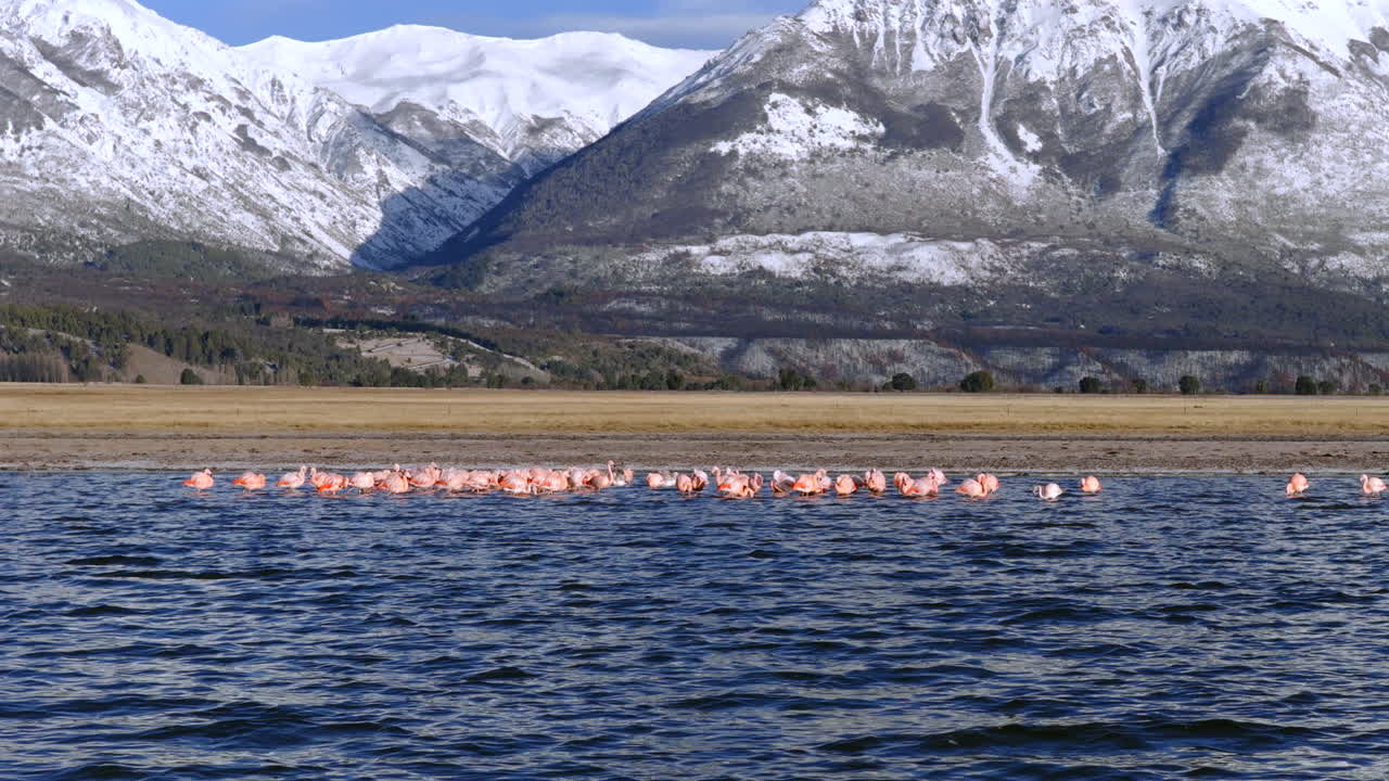 Low-altitude drone fly over a highland lake watching flamingos with snowy mountains in the background, Patagonia, Argentina